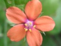 Macro of Scarlet Pimpernel flower