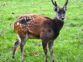 Philippine Spotted Deer