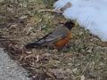 First one of the season #brantford #busbarns #robin #isspringhere