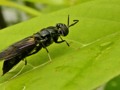 Black Flying Insect