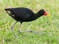 Llegó la chequé! Llovió en Montería y la chequé o gallito de agua (Jacana spinosa), ave propia de los humedales llegó al frente a mi casa con una algarabía.  Vivo en un sector de la ciudad, límites con la zona rural y esto me permite disfrutar en ocasiones de la fauna, en este caso, con su canto me transportó a mi pueblo natal donde es muy común en el caño La Caimanera. Estos son los #SonidosDeCordoba, canto de aves comunes que solo las escucha y valora quien tiene el alma apegada a su tierra. *Fotografía tomada de Internet.