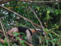 Costa Rica - Ant Eater in the Wild