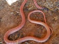 Red racer Snake