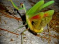 Fighting Pray Mantis