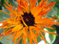 orange Flower