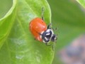 Ladybug- Face