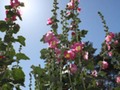 Huge Holly Hawks Plants