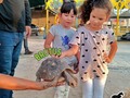 ¿Imaginas pasar tiempo con Brutus?  La tortuga más amigable de Tu Granja, un poco dormilón y loquito🐢❤️  📩Para más información contactanls por privado con nosotros   #tortuga #experienciaanimal #granjamovil #maracaibo #eventos #fiestasinfantiles