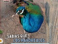 ¿Sabías qué? 🦚  Los pavorreales son aves grandes y muy coloridas solo los machos poseen esas plumas hermosas, su onomatopeya es ¡glú,glú! 😱   En Tu Granja🌱 aprenderás cada día algo nuevo❤️  ⬇️⬇️⬇️⬇️⬇️⬇️⬇️⬇️  ☎️ 𝘾𝙤𝙣𝙩𝙖𝙘𝙩𝙖𝙣𝙤𝙨:  04146368255 - 04127753114  #tugranjamovil #fiestasinfantiles #animalesdegranja #celebracion  #datoscuriosos #animales #pavoreales