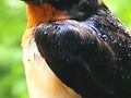 Guarding siblings nest in the rain.  #barnswallow #babysitting #naturerocks #birdwatching #rainy #raindrops #bird #swallow #birdsofinstagram #dawnwashere #s23ultra