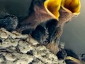 Always hangry.   #barnswallows #babies hungry #birdsofinstagram #birdwatching #dawnwashere