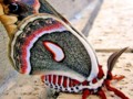 A very beautiful cecropia moth (Butterfly Breed)