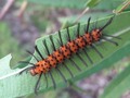 Orange Red Caterpillar