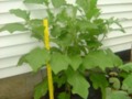 Giant Garden Eggplant Growing in a Used Tire