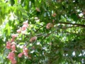 Pink chambakka fruits of South India