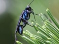 Giant Black Wasp