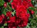 Day-11 Red Rose Bush
