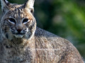 Blue Eye Bobcat