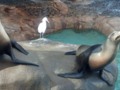 Sea lions begging for food