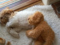 Lagotto puppy with her favourite toy