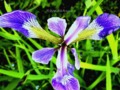 Water Iris