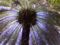 arabian palm tree