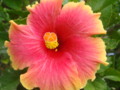 Pink and yellow Hibiscus